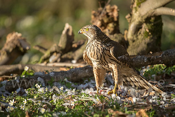 Habicht (Accipiter gentilis)