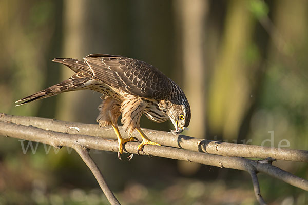 Habicht (Accipiter gentilis)