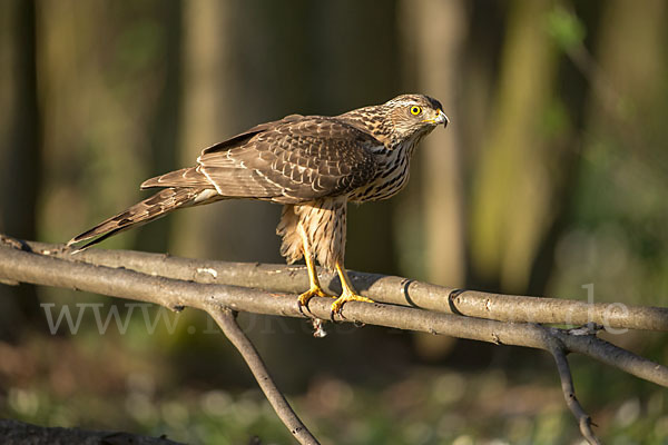 Habicht (Accipiter gentilis)