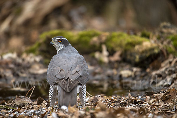 Habicht (Accipiter gentilis)