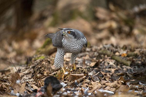 Habicht (Accipiter gentilis)