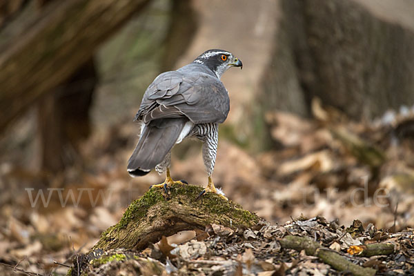 Habicht (Accipiter gentilis)