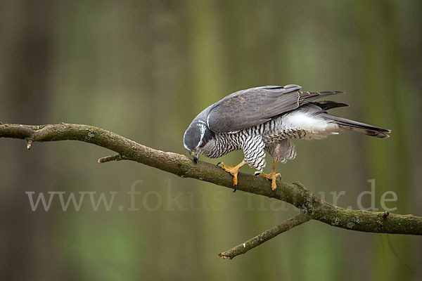 Habicht (Accipiter gentilis)