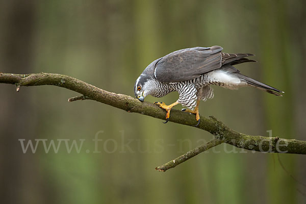 Habicht (Accipiter gentilis)