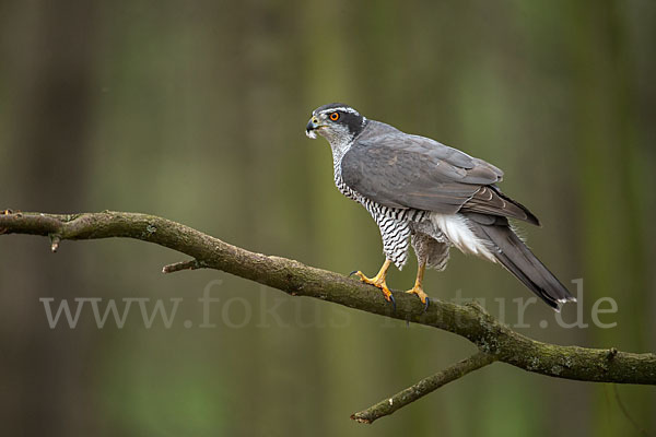 Habicht (Accipiter gentilis)