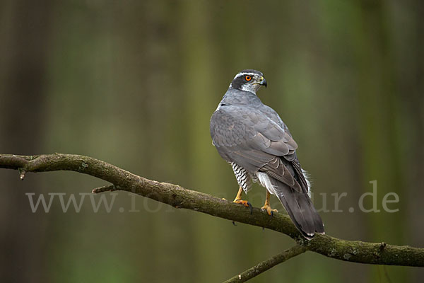 Habicht (Accipiter gentilis)