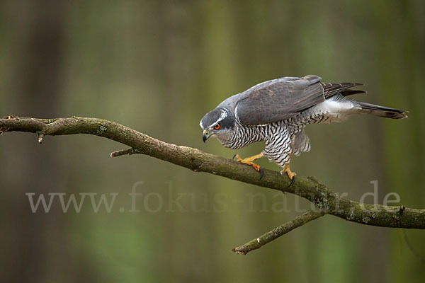 Habicht (Accipiter gentilis)