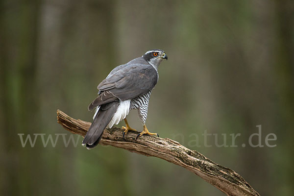 Habicht (Accipiter gentilis)