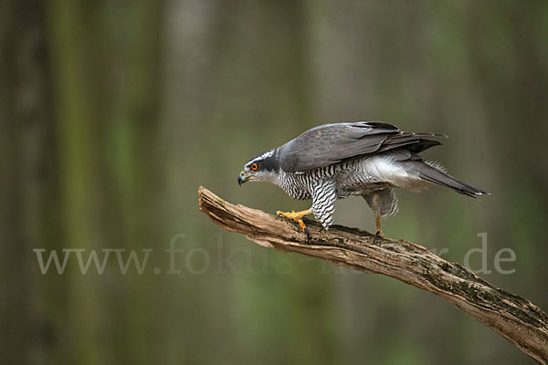 Habicht (Accipiter gentilis)