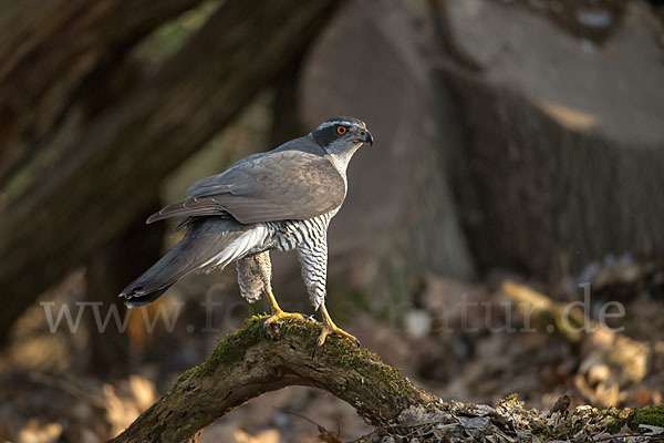 Habicht (Accipiter gentilis)