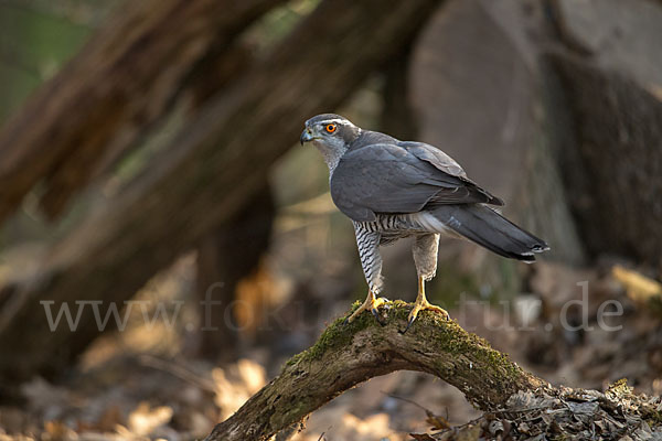 Habicht (Accipiter gentilis)