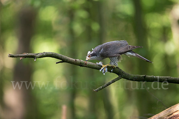 Habicht (Accipiter gentilis)