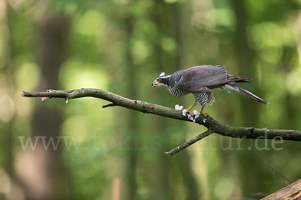 Habicht (Accipiter gentilis)