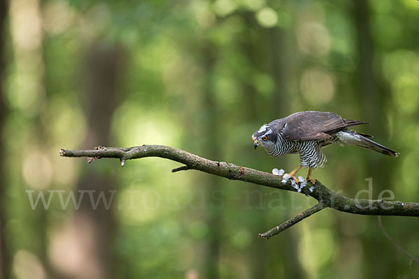 Habicht (Accipiter gentilis)