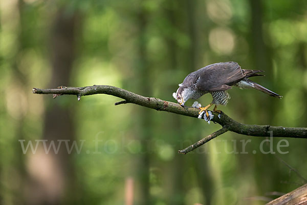 Habicht (Accipiter gentilis)