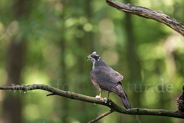 Habicht (Accipiter gentilis)