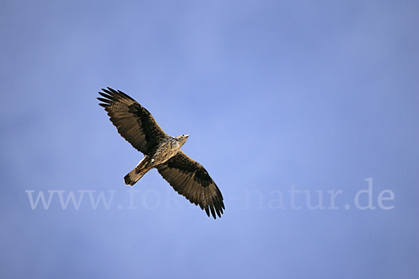 Habichtsadler (Aquila fasciata)