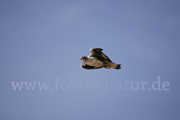 Habichtsadler (Aquila fasciata)