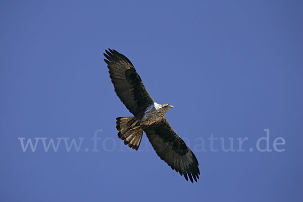 Habichtsadler (Aquila fasciata)