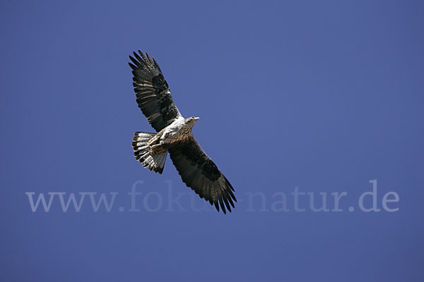 Habichtsadler (Aquila fasciata)