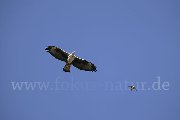 Habichtsadler (Aquila fasciata)