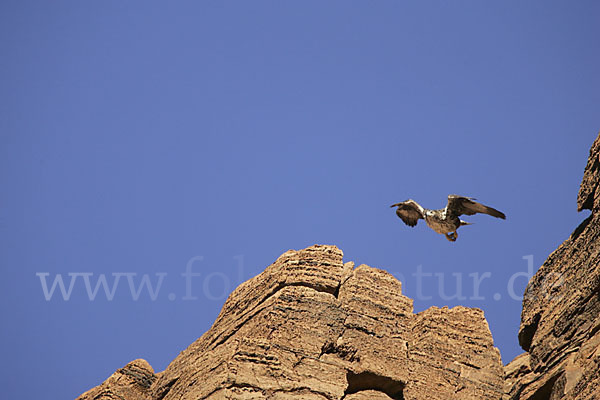 Habichtsadler (Aquila fasciata)