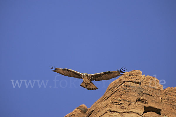 Habichtsadler (Aquila fasciata)