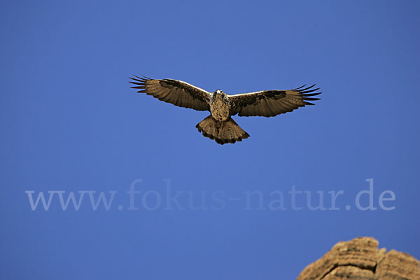 Habichtsadler (Aquila fasciata)