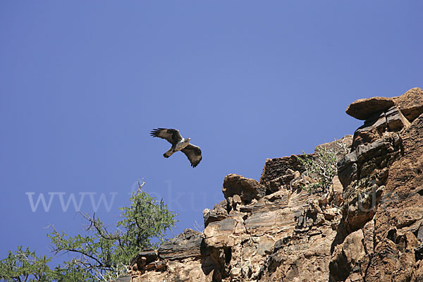 Habichtsadler (Aquila fasciata)