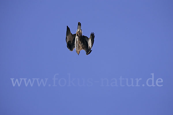 Habichtsadler (Aquila fasciata)