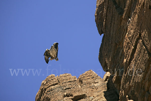 Habichtsadler (Aquila fasciata)