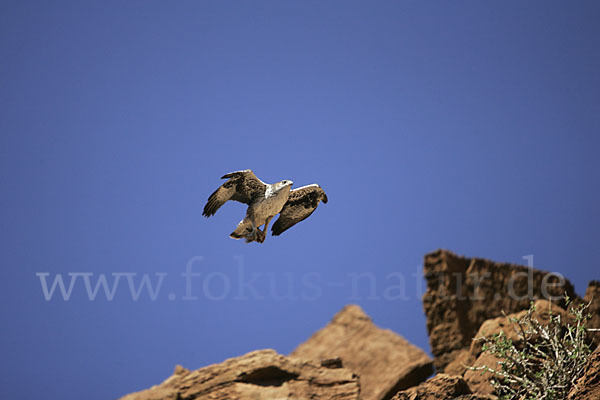 Habichtsadler (Aquila fasciata)