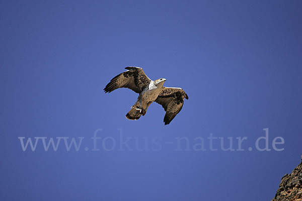 Habichtsadler (Aquila fasciata)