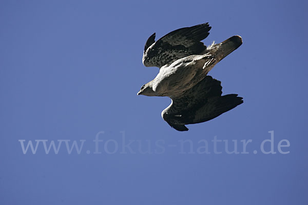 Habichtsadler (Aquila fasciata)