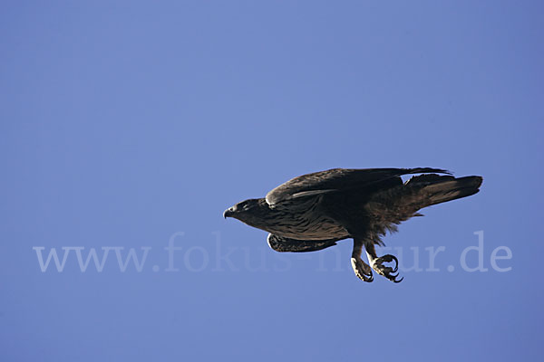 Habichtsadler (Aquila fasciata)