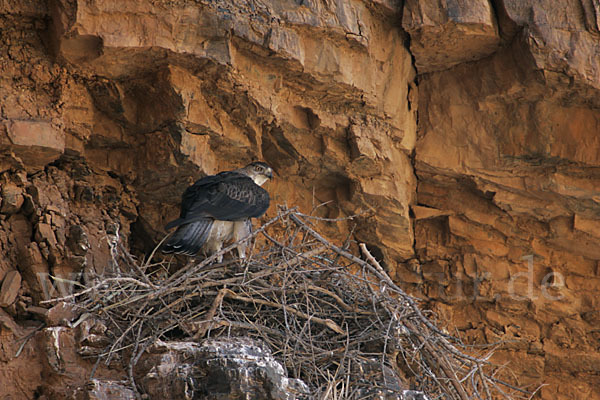 Habichtsadler (Aquila fasciata)