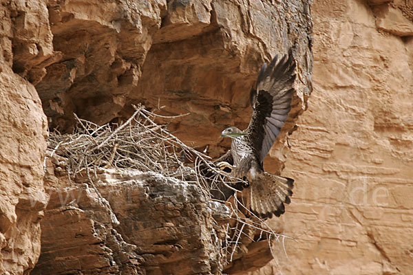 Habichtsadler (Aquila fasciata)