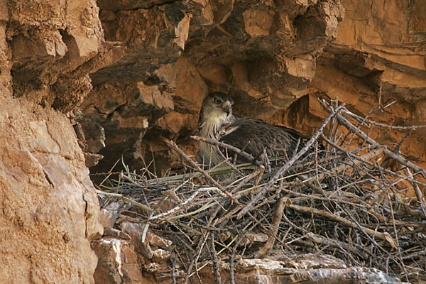 Habichtsadler (Aquila fasciata)