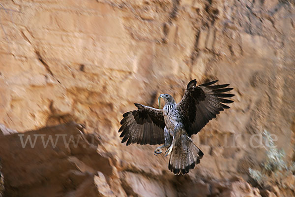 Habichtsadler (Aquila fasciata)