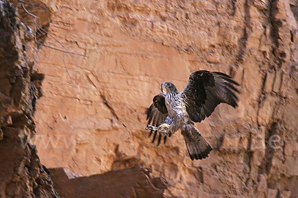 Habichtsadler (Aquila fasciata)