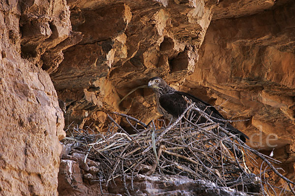 Habichtsadler (Aquila fasciata)