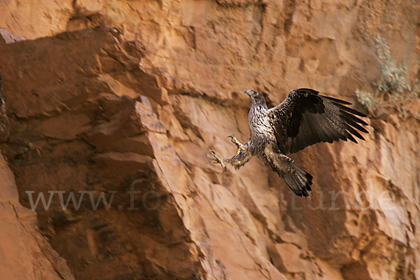 Habichtsadler (Aquila fasciata)