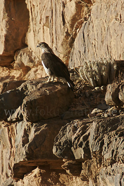 Habichtsadler (Aquila fasciata)