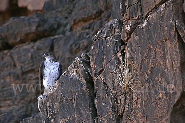 Habichtsadler (Aquila fasciata)