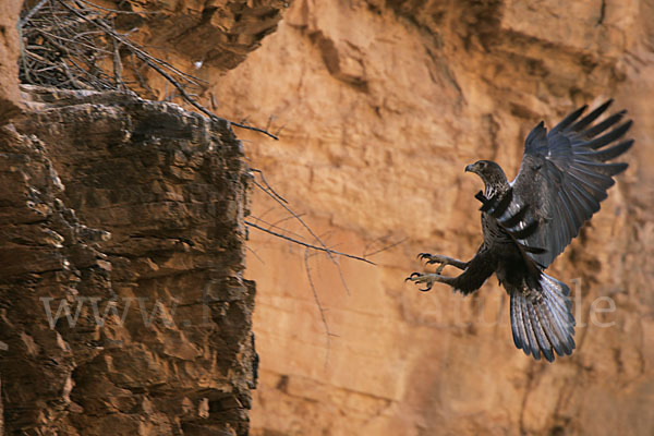 Habichtsadler (Aquila fasciata)