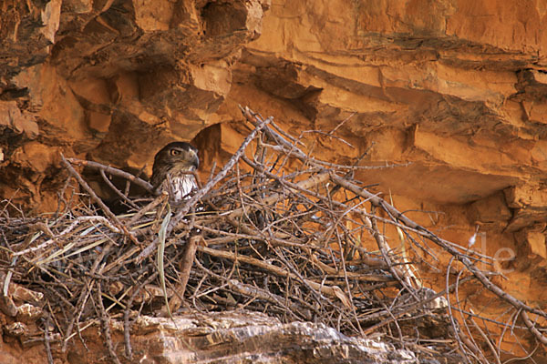 Habichtsadler (Aquila fasciata)