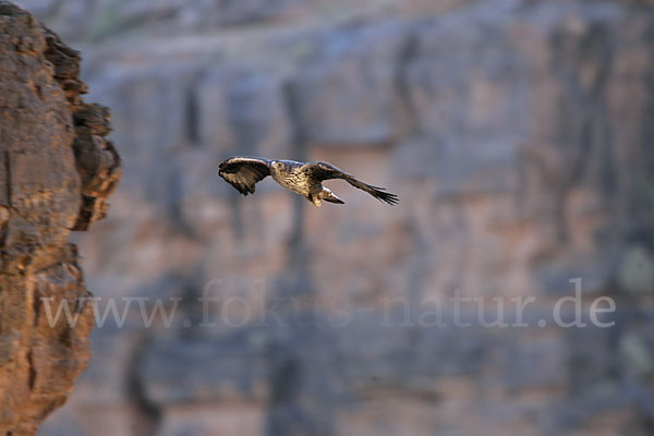 Habichtsadler (Aquila fasciata)