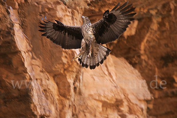 Habichtsadler (Aquila fasciata)