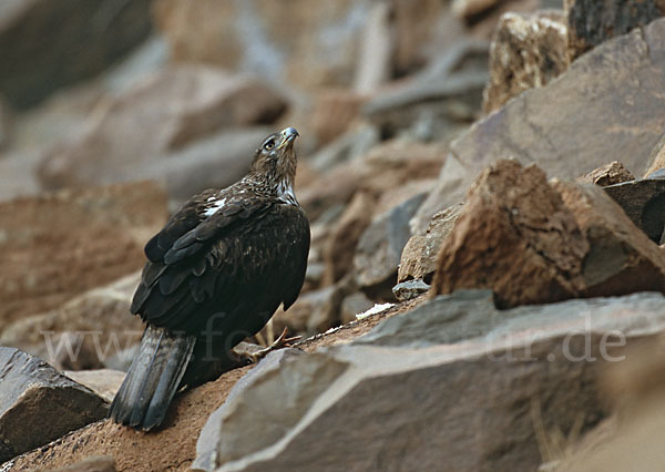 Habichtsadler (Aquila fasciata)