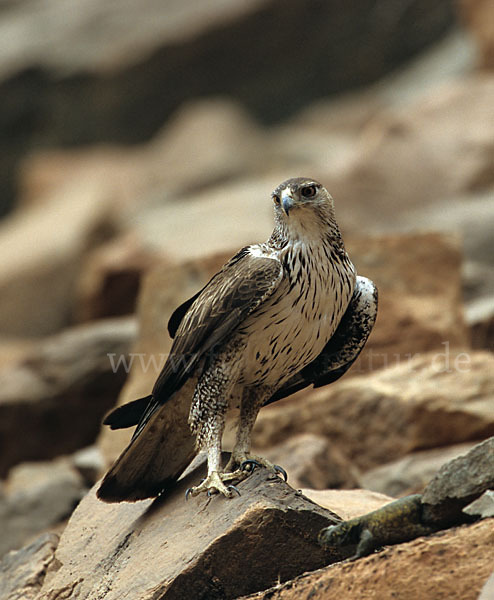 Habichtsadler (Aquila fasciata)